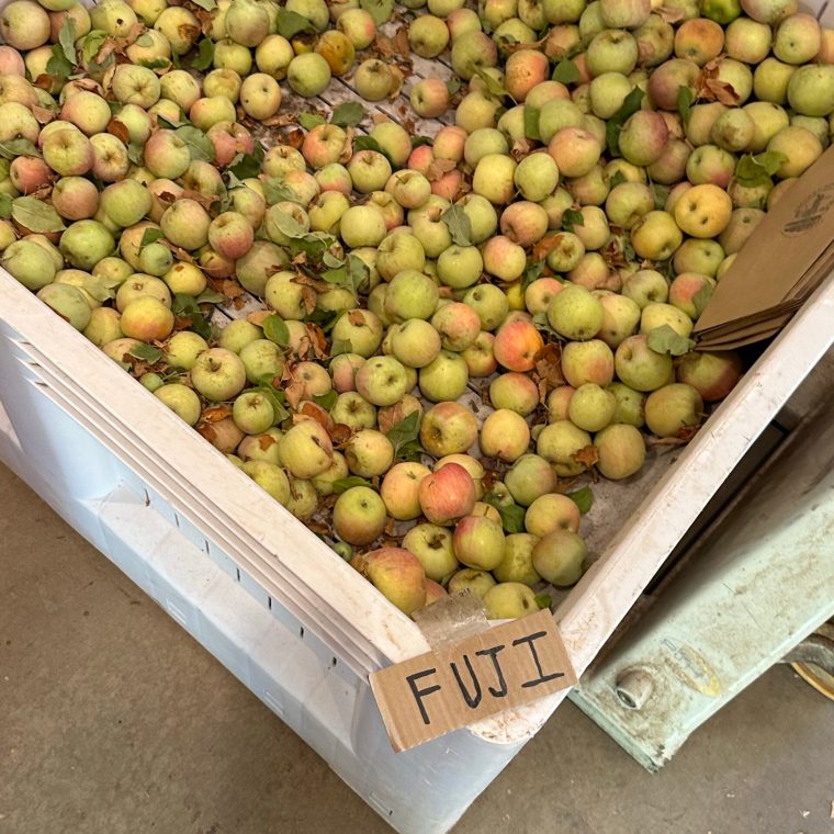 Apple Hill 3