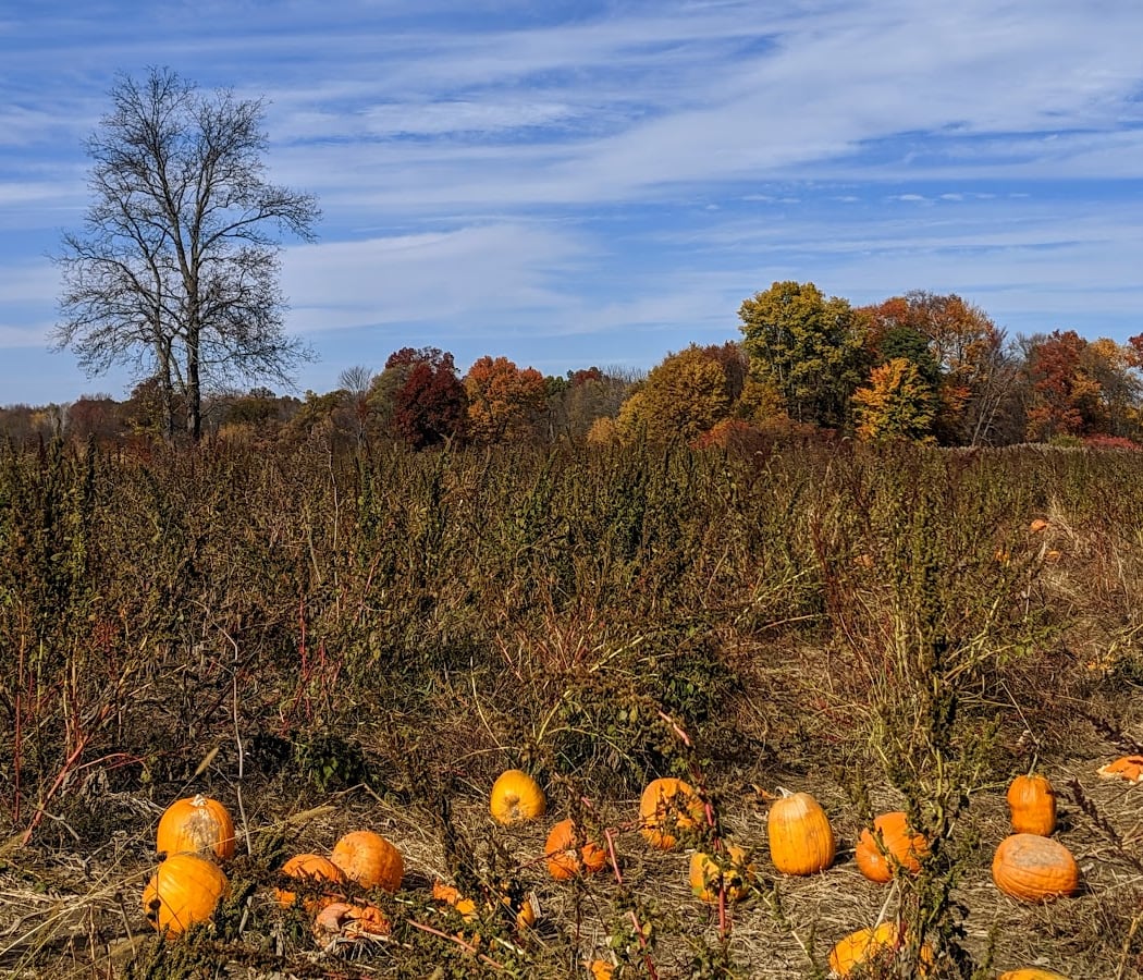 Greig Farm Apple-Palooza 3