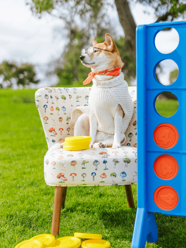 Paws on the Playground 1