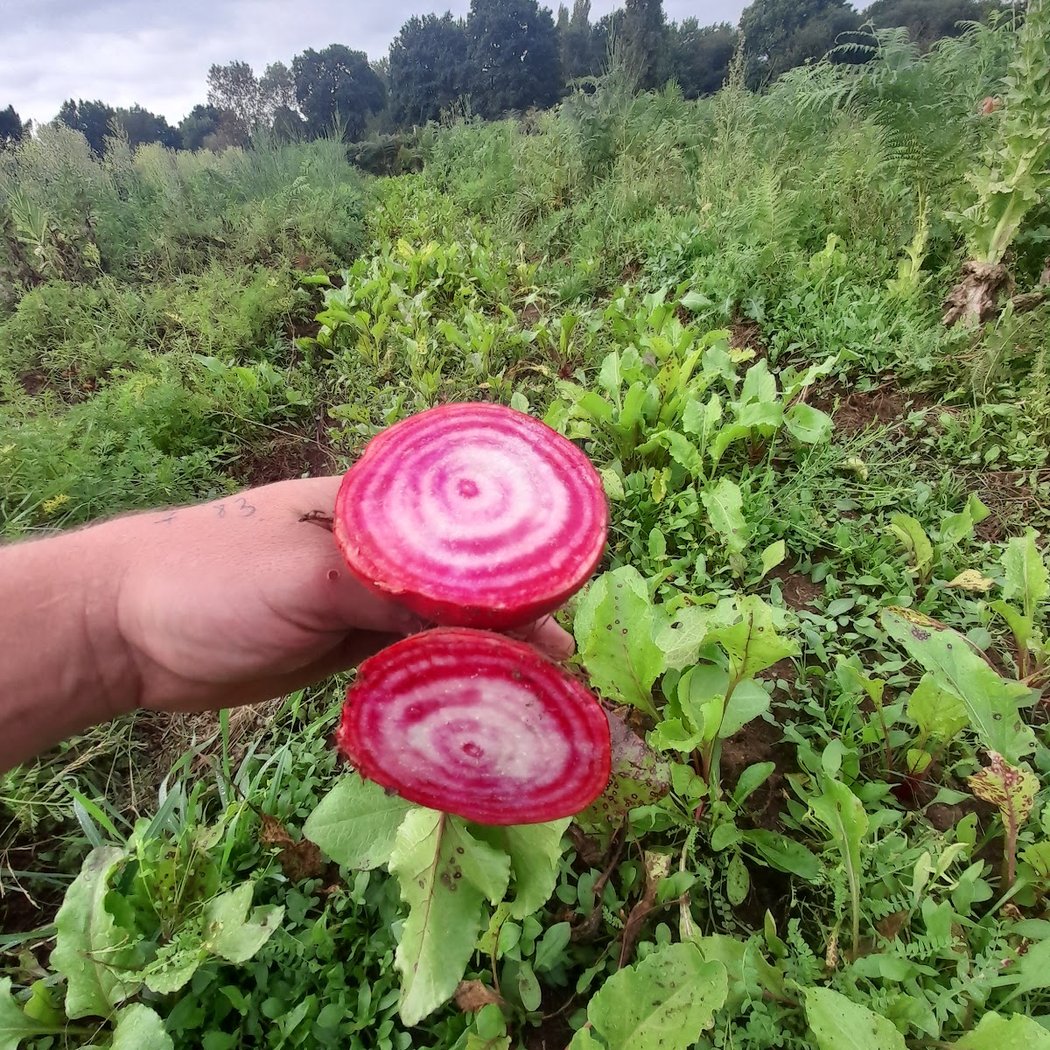Potager de l'Impasse 1