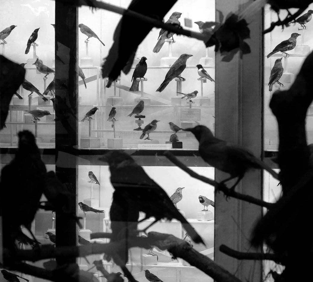 Cristina Kahlo Exhibit - I Grew Up in the Shadows of Trees 1