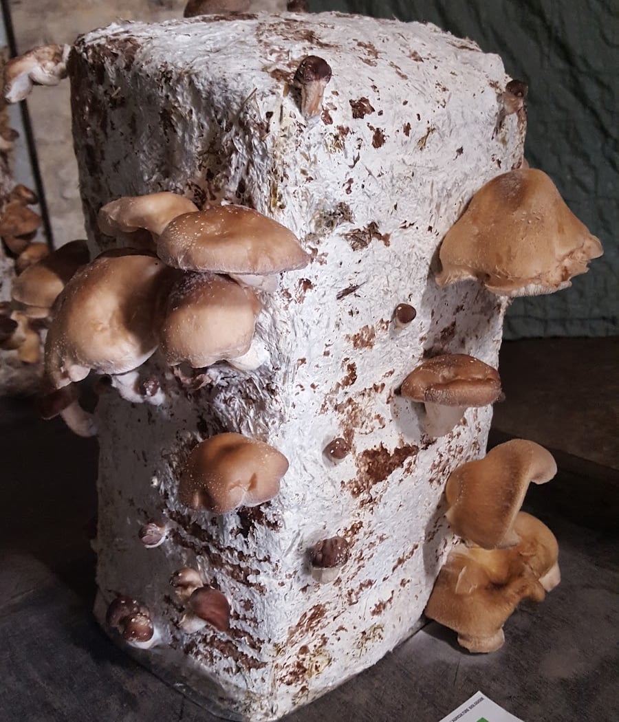 Champignonnière Des Carrières 3