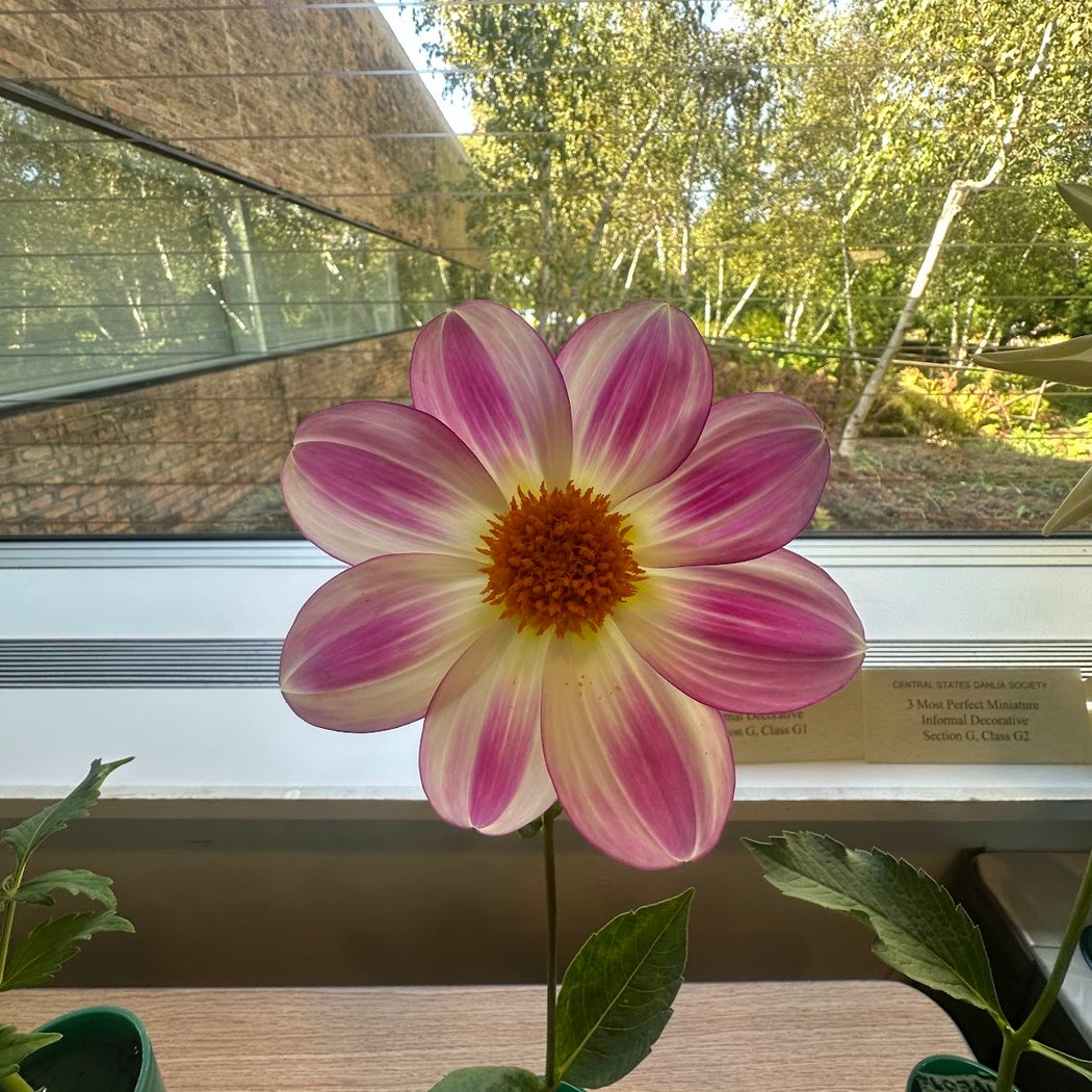 Central States Dahlia Society Show