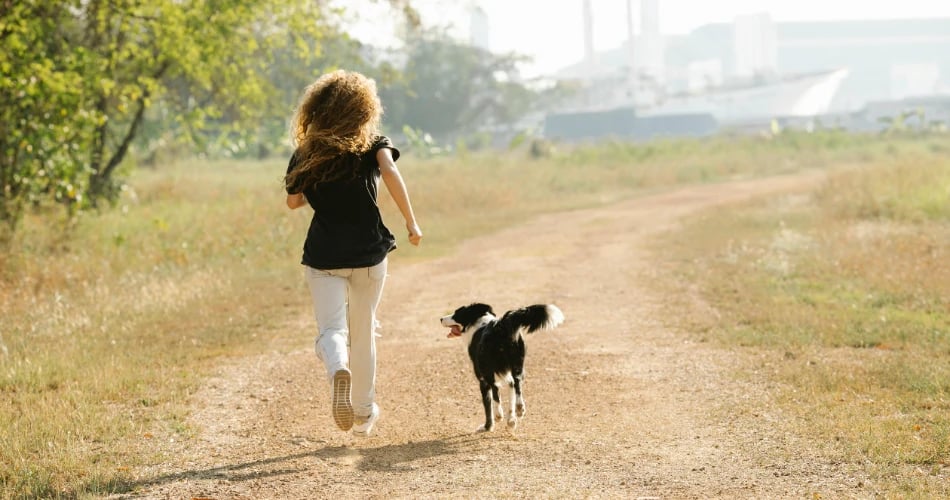 Dog Park 1