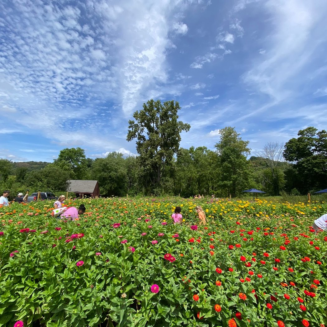 Honeybee Grove Flower Farm 2
