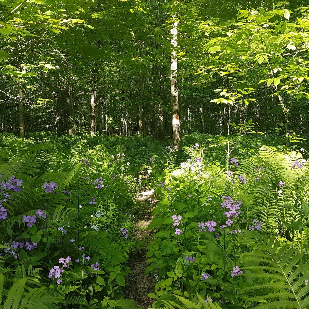 Saugeen Bluffs Conservation Area 3
