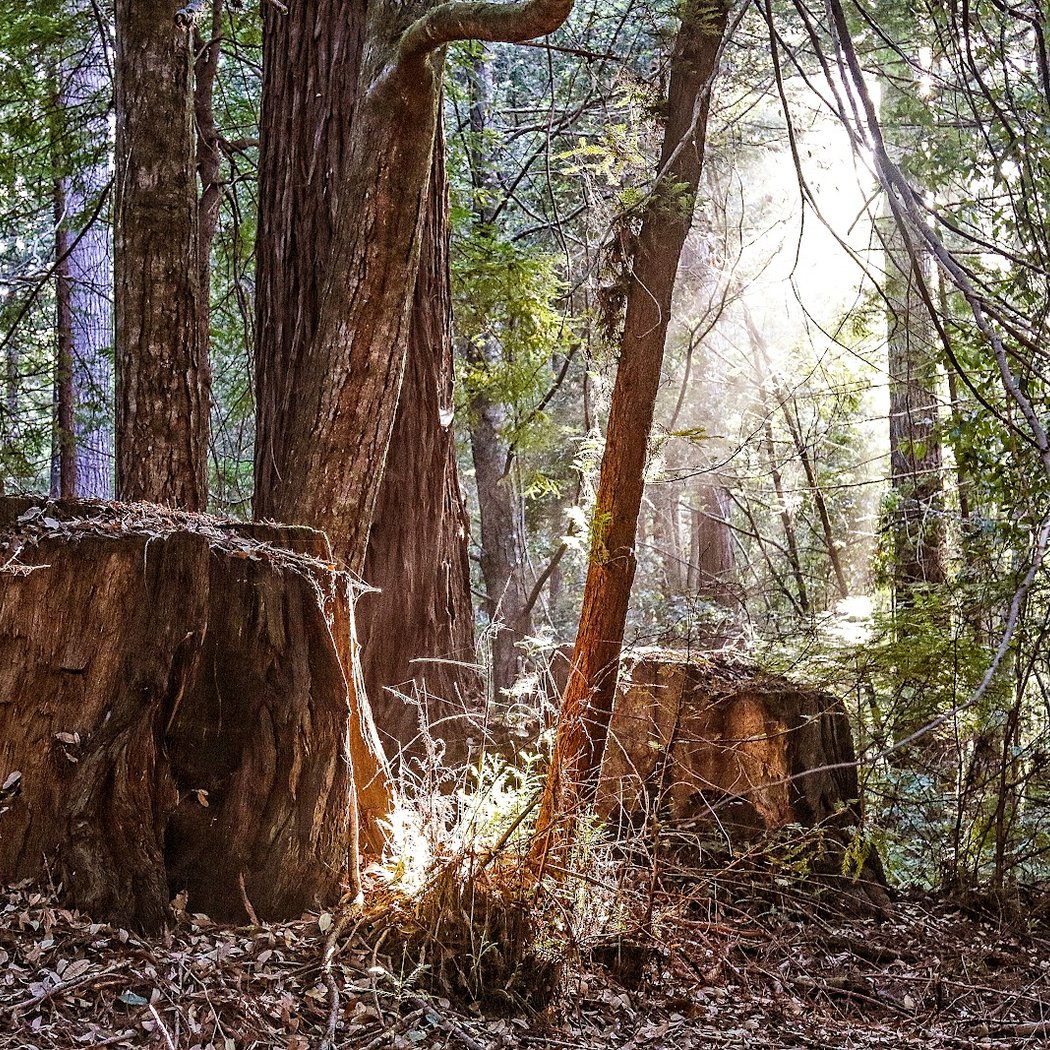 Redwood Glen 1