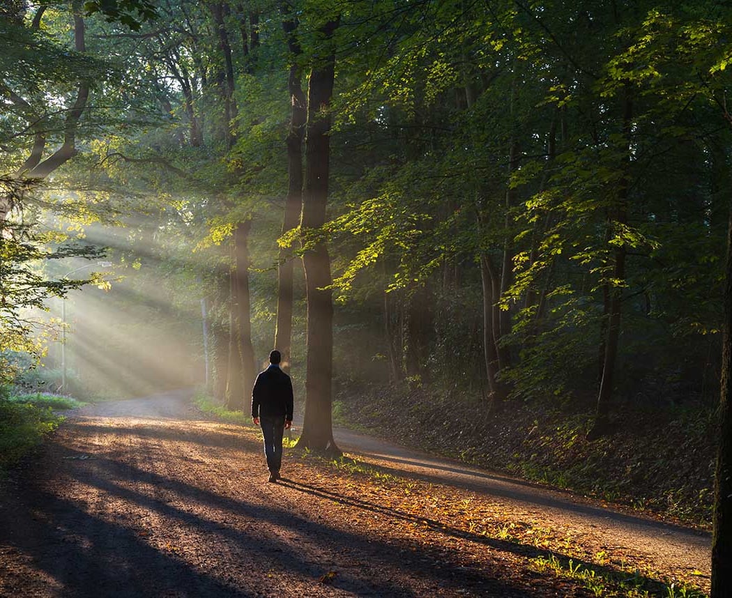 Forest Bathing 3