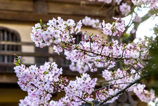 Peak Cherry Blossom Bloom 1