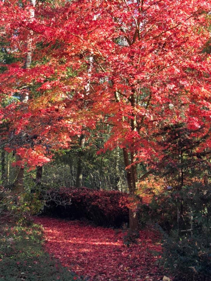 Visite de l'arboretum 1