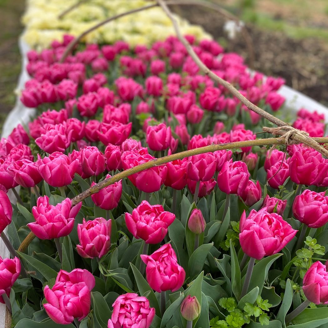 Murs à fleurs 3