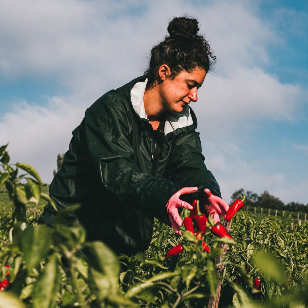 Piment d'Espelette farm visit