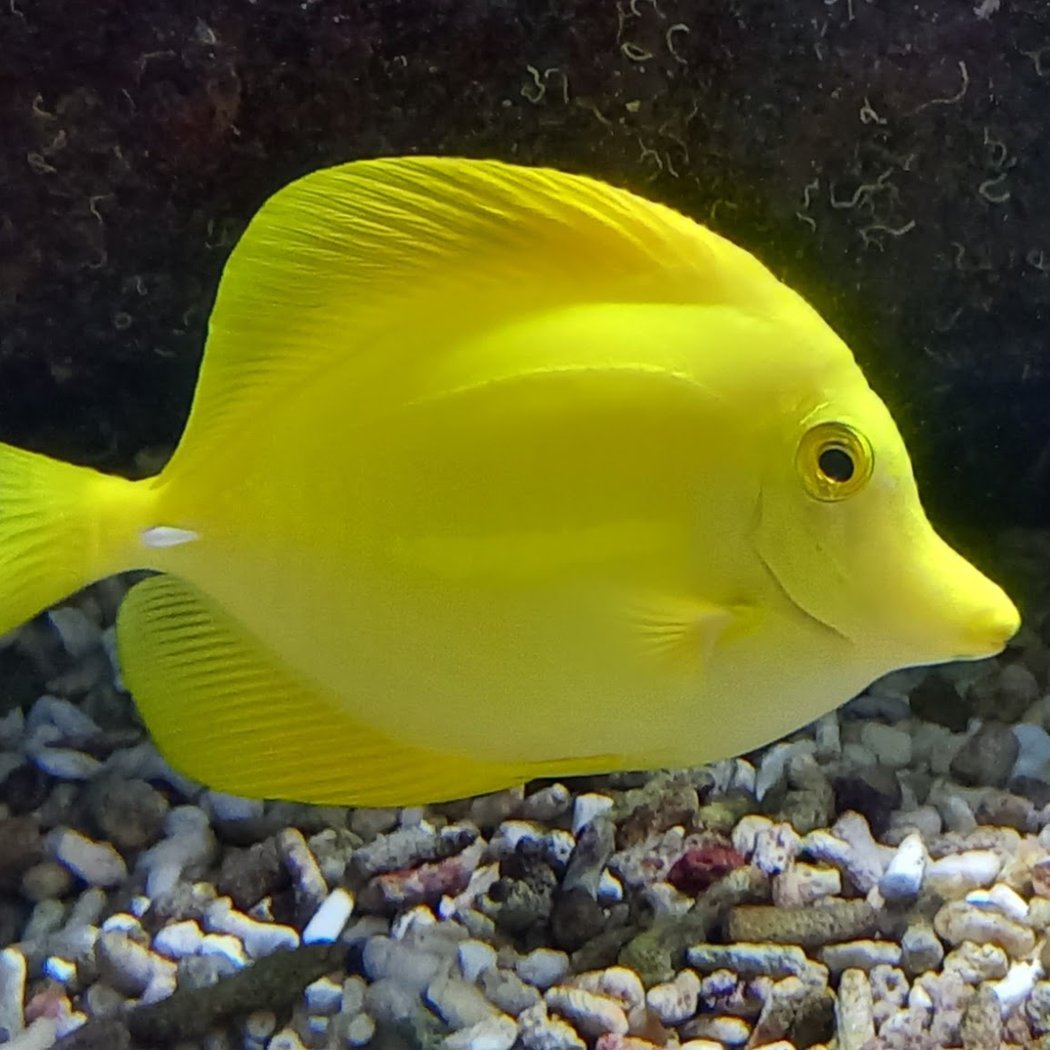 ONIRIA, L’AQUARIUM DES RÊVES… DE NOËL! 3