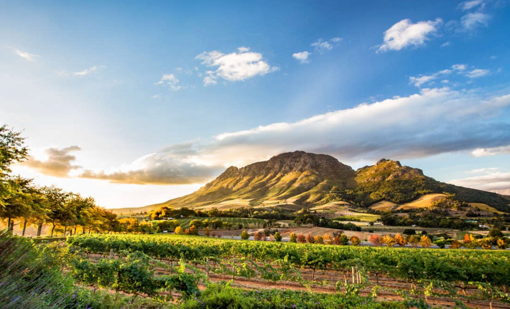 South African Wines with Amy Atwood 1