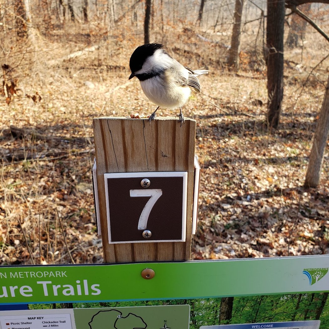Great Backyard Bird Count 1