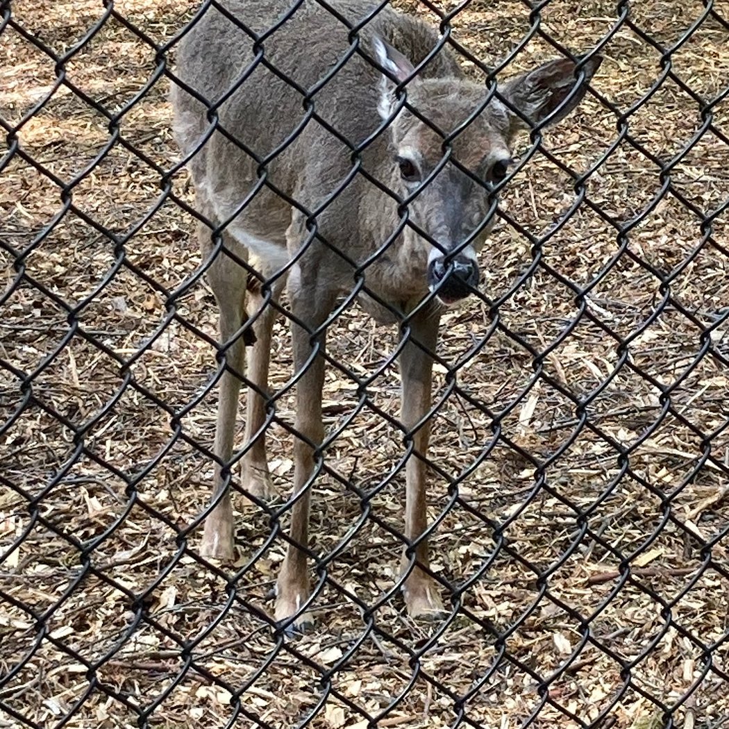 Nature Time Stories: Deer 2