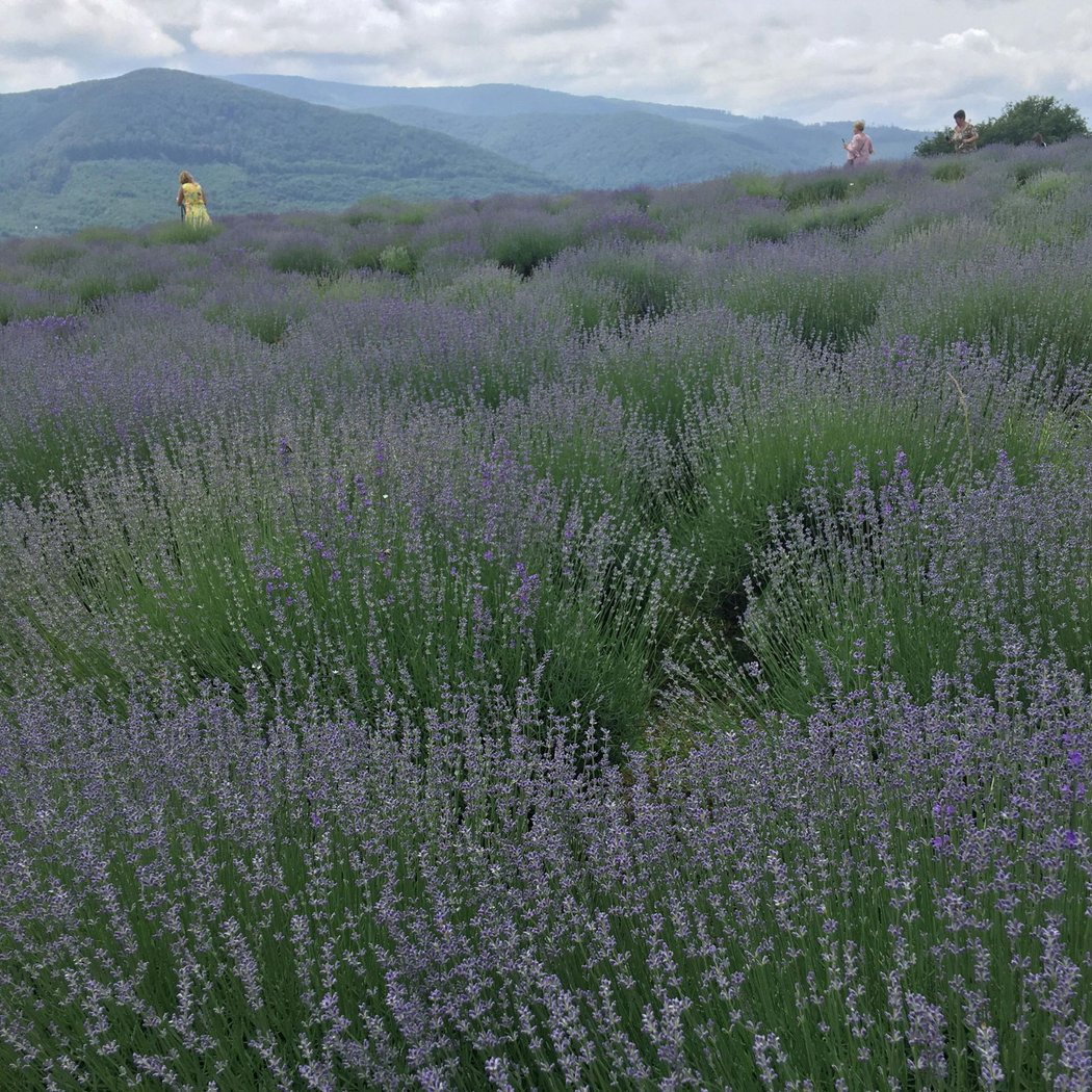 A Day in Lavender