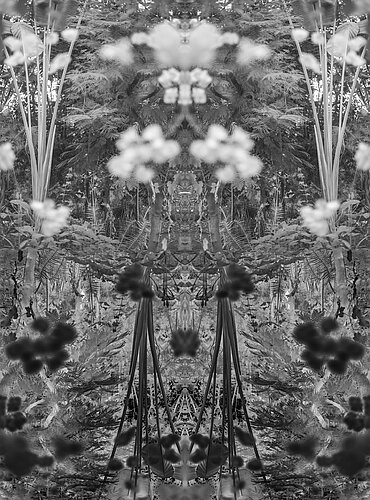 Atelier Nature Ambiguë 1