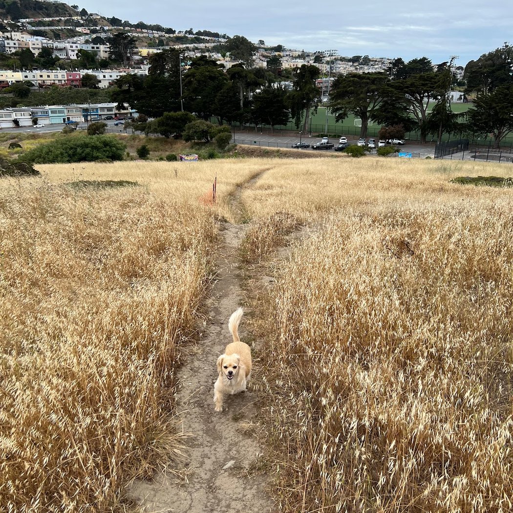 McLaren Park Dog Play Area 2