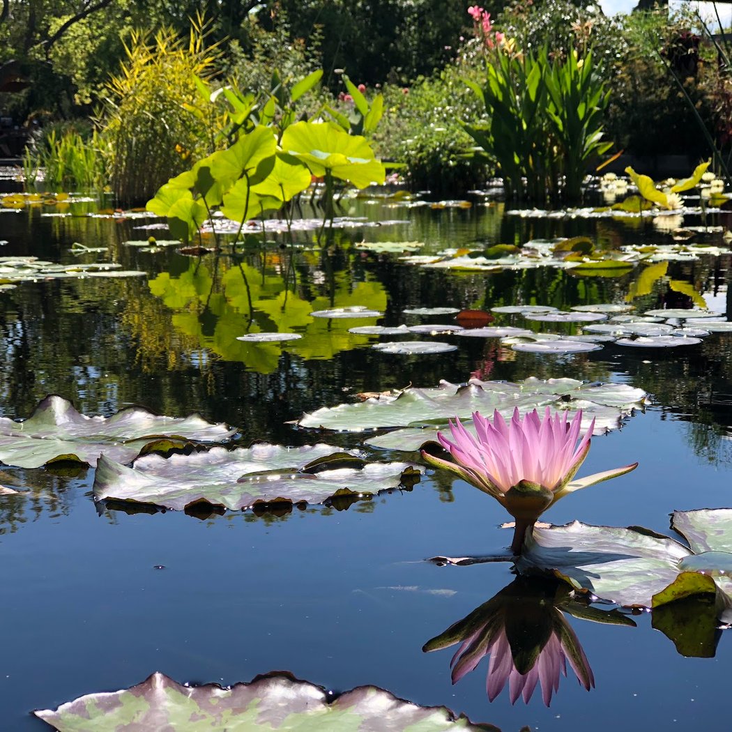 Sunrise Vinyasa Yoga at the Gardens 3