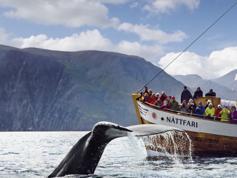 North Sailing Silent Whale Watching