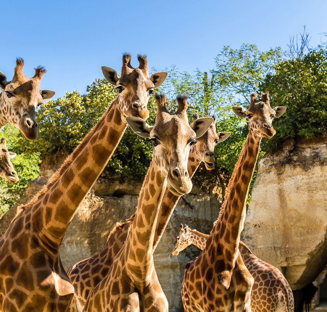 Bioparc de Doué-la-Fontaine 3