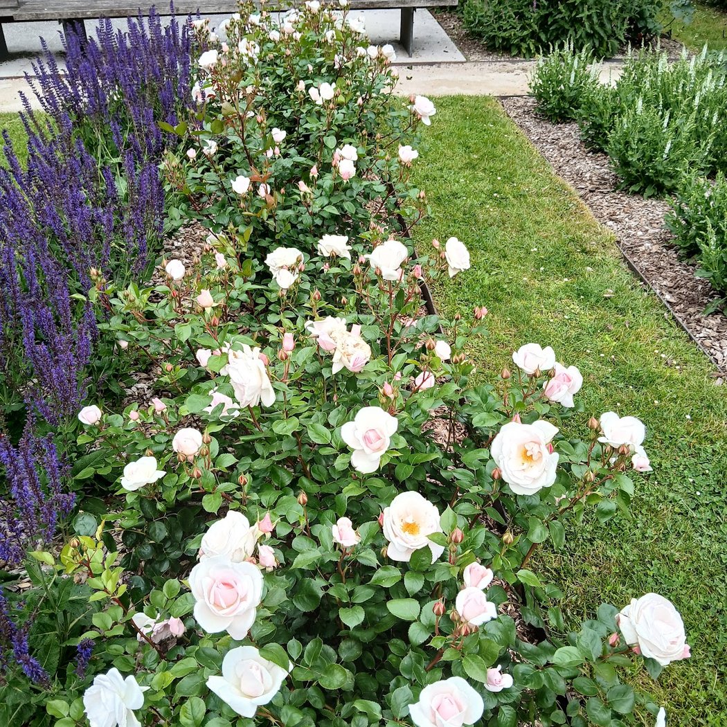 Le Jardin des Senteurs 1