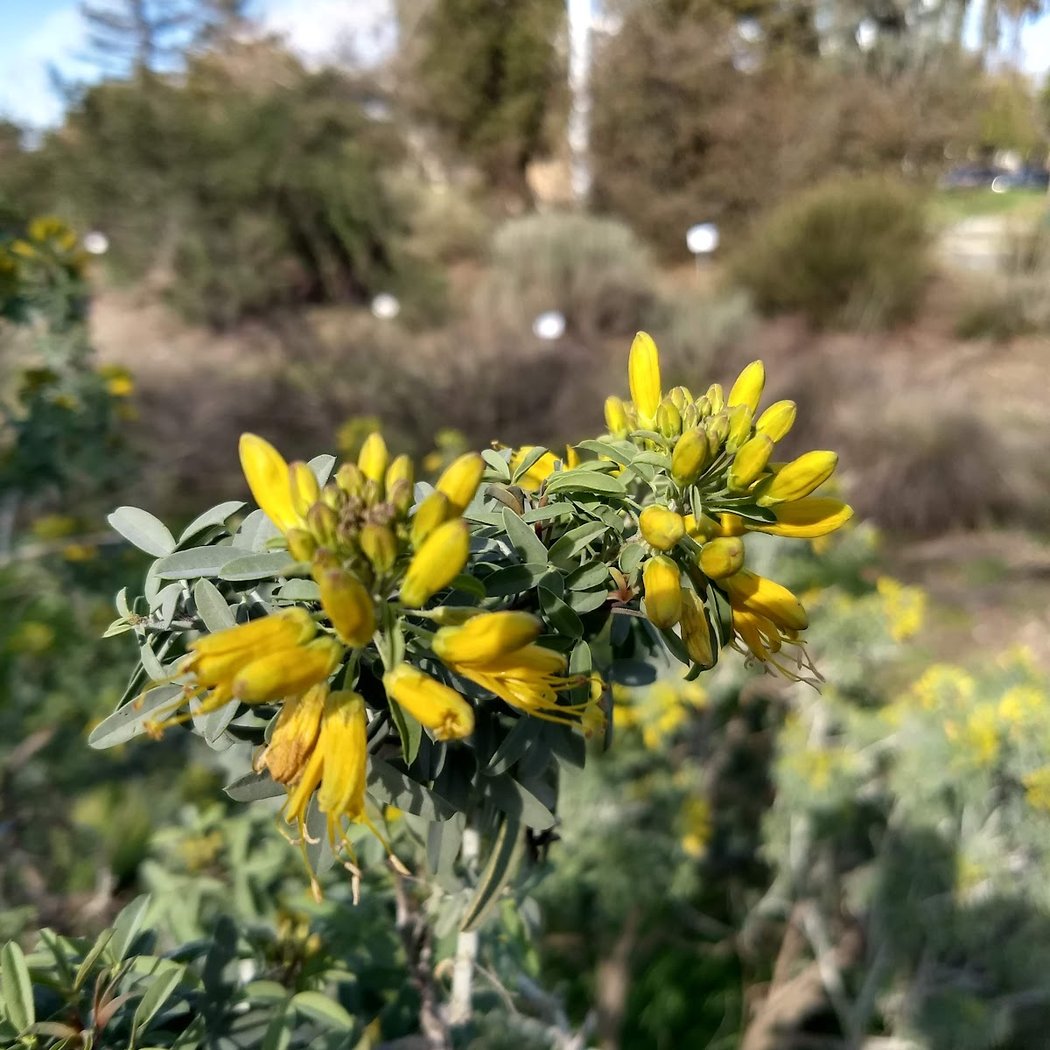 Granada Native Garden 3