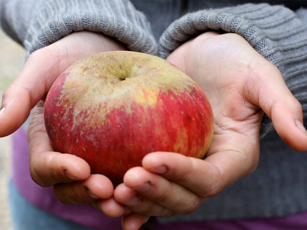 Gravenstein Apple Fair 1
