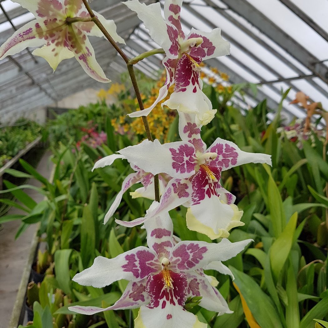 Orchidées Vacherot et Lecoufle 3