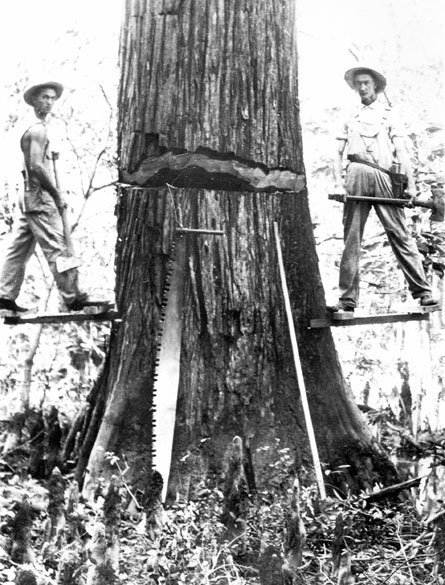 Timberfest 2026 2