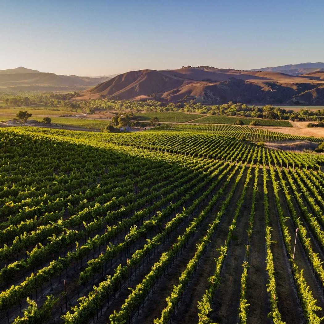 Los Olivos 2