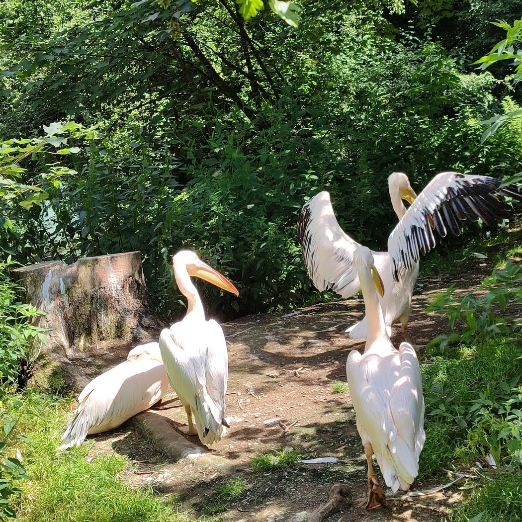 Olching Bird Park 3