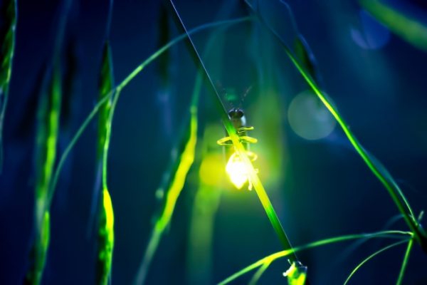 I Spy Fireflies! Community Celebration 2