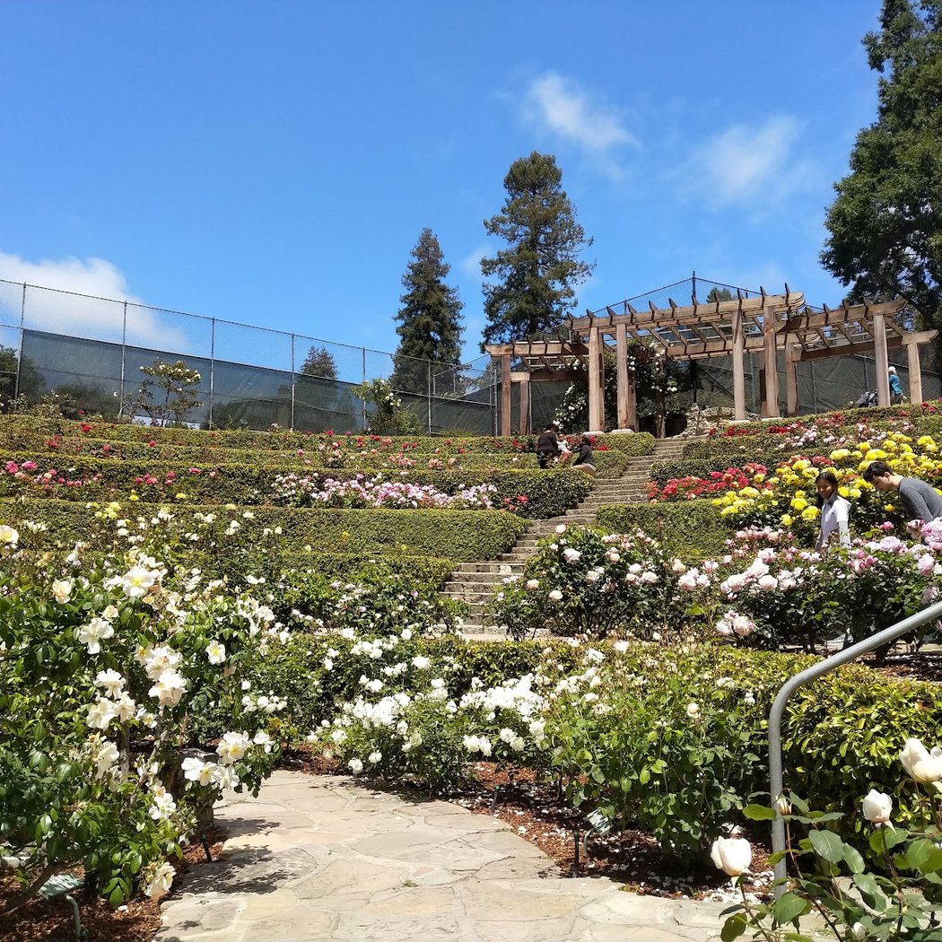 Pop-up Walk: Paths from the Rose Garden 3