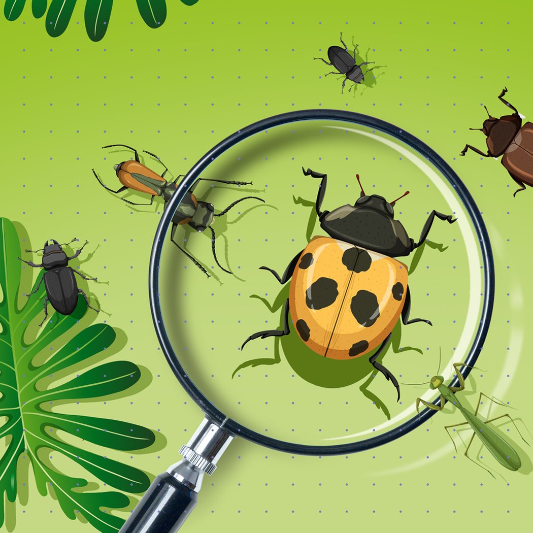 Découverte des insectes du jardin 1