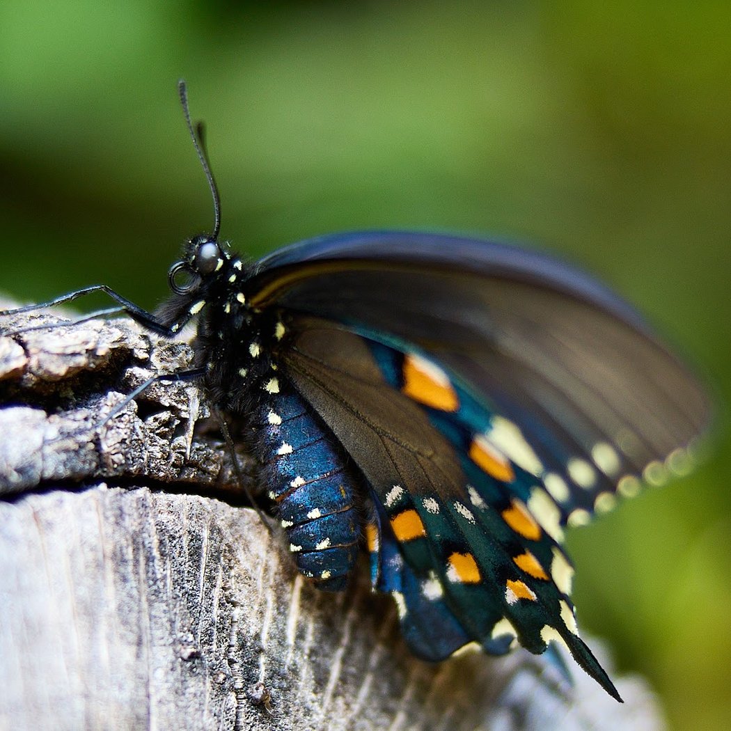 Hallberg Butterfly Garden 1