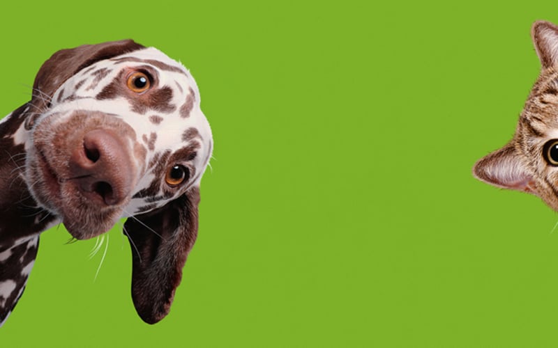 Chiens et chats, à la Cité des Sciences 2