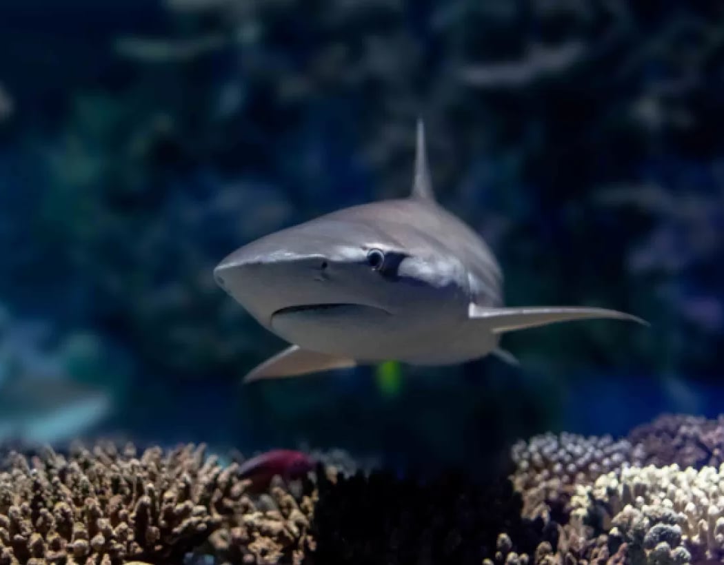 Shark Behind-the-Scenes Tour 1