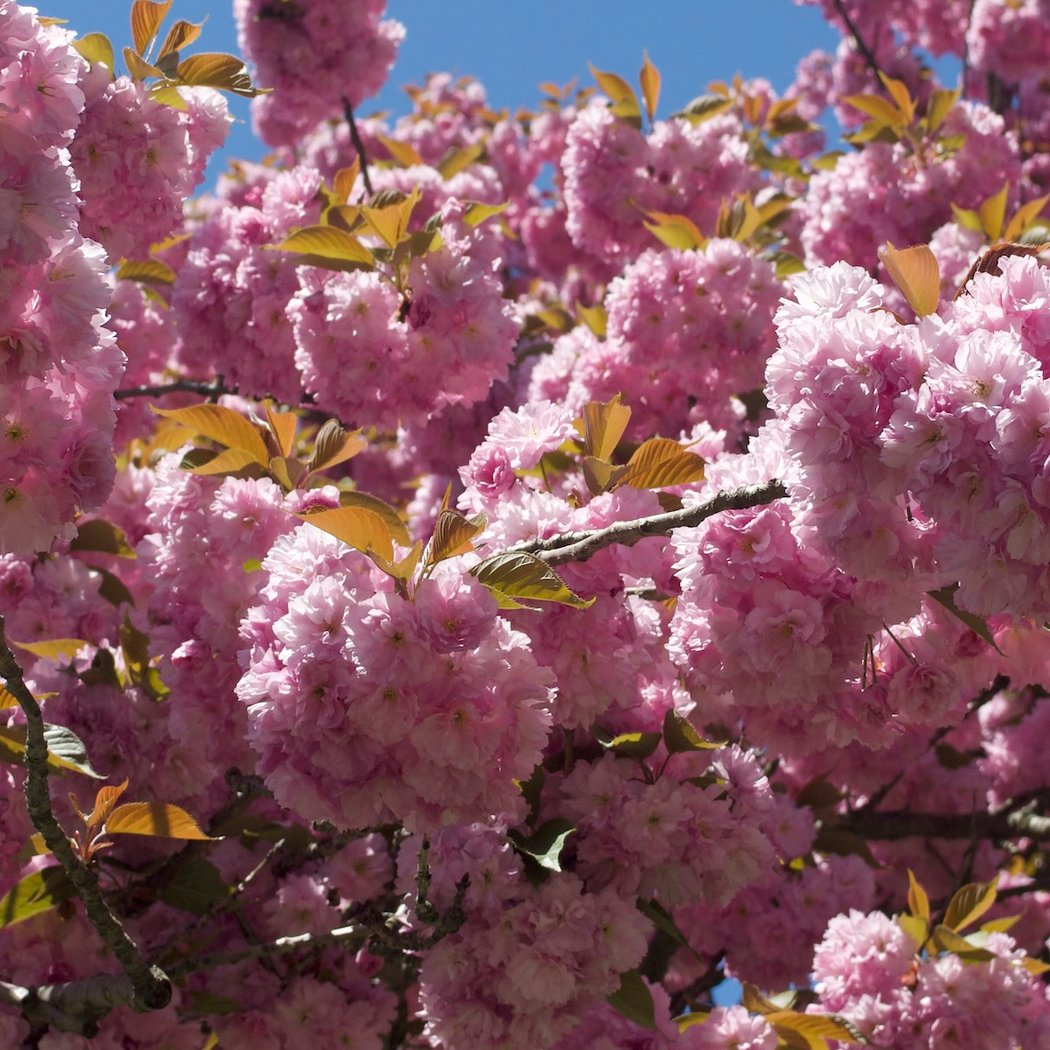 Cherry Blossom Verbal Description and Touch Tour 1