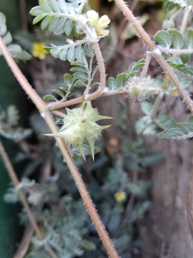 Jordan River Puncturevine Pull 3