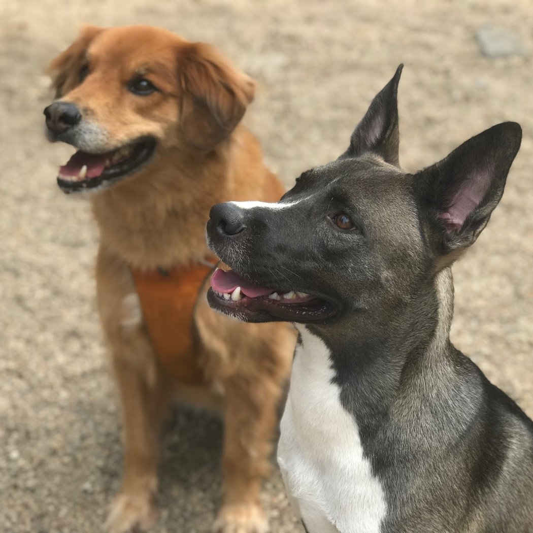 LIC Dog Park 1
