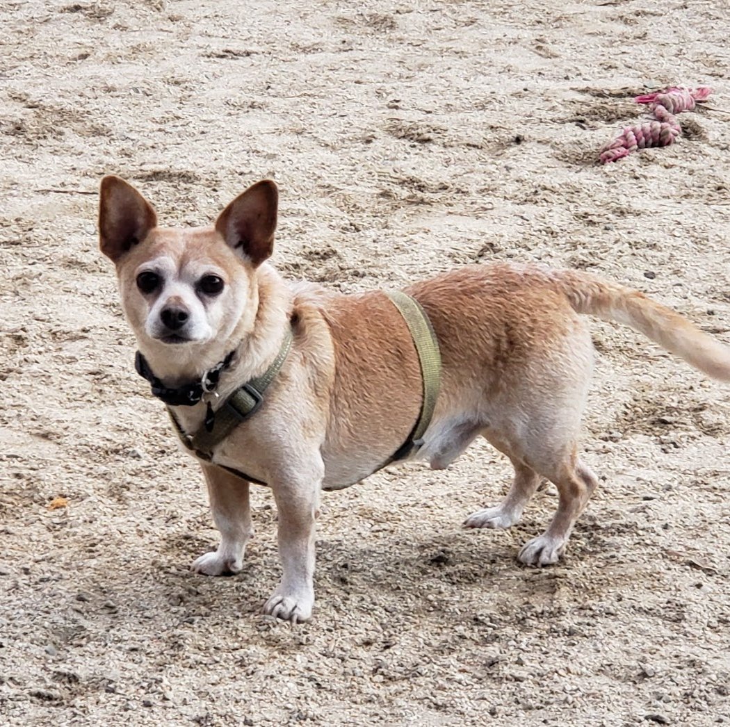 Eureka Valley Dog Play Area 1