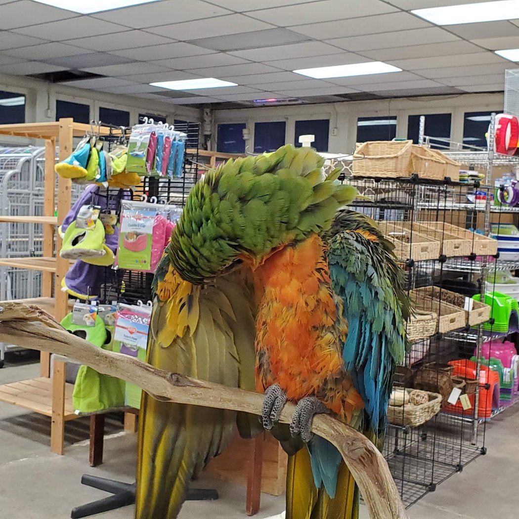 Andy's Pet Shop 1