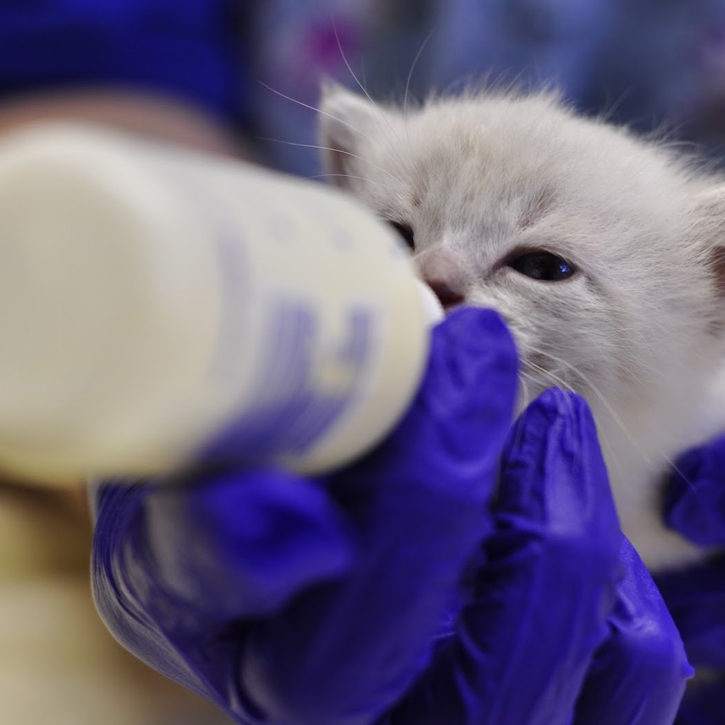 Berkeley Humane 5