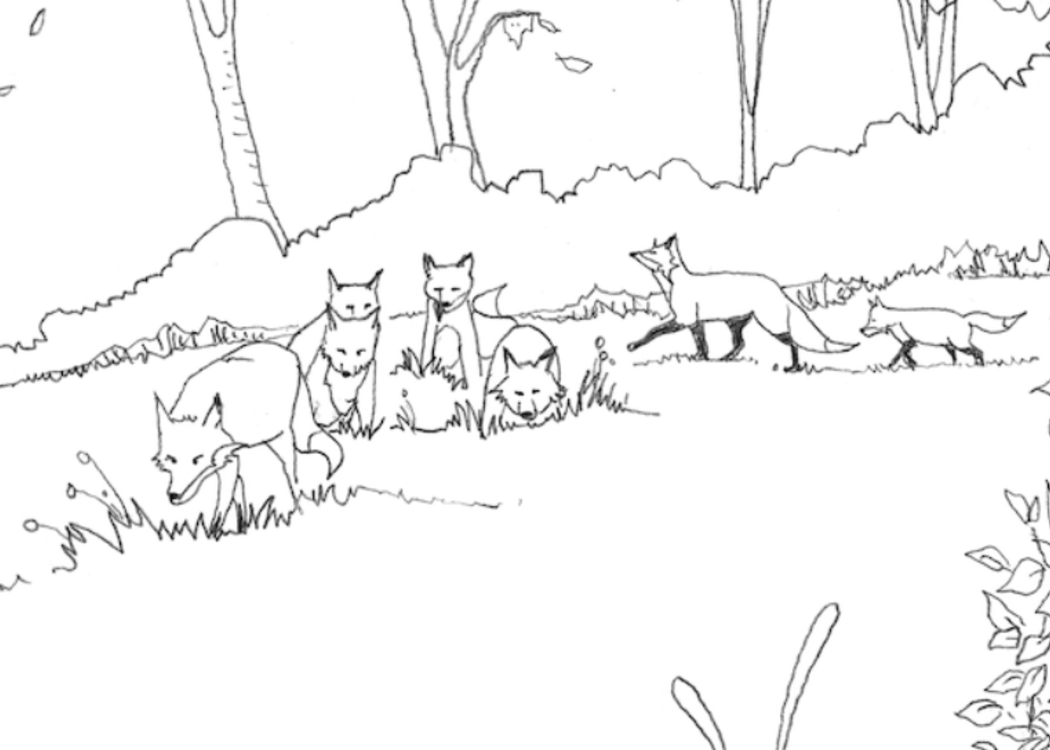 Dessine les animaux sauvages de Paris avec le Renard du Père Lachaise 1