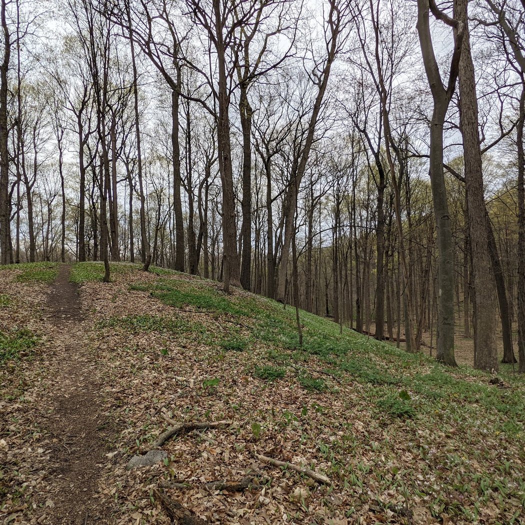 Dhu Varren Woods Nature Area 3