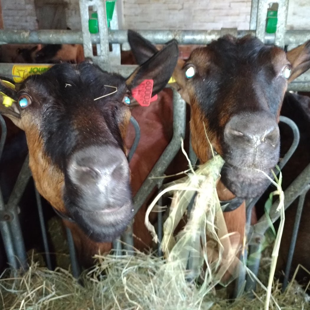 Ferme de La Noue 1