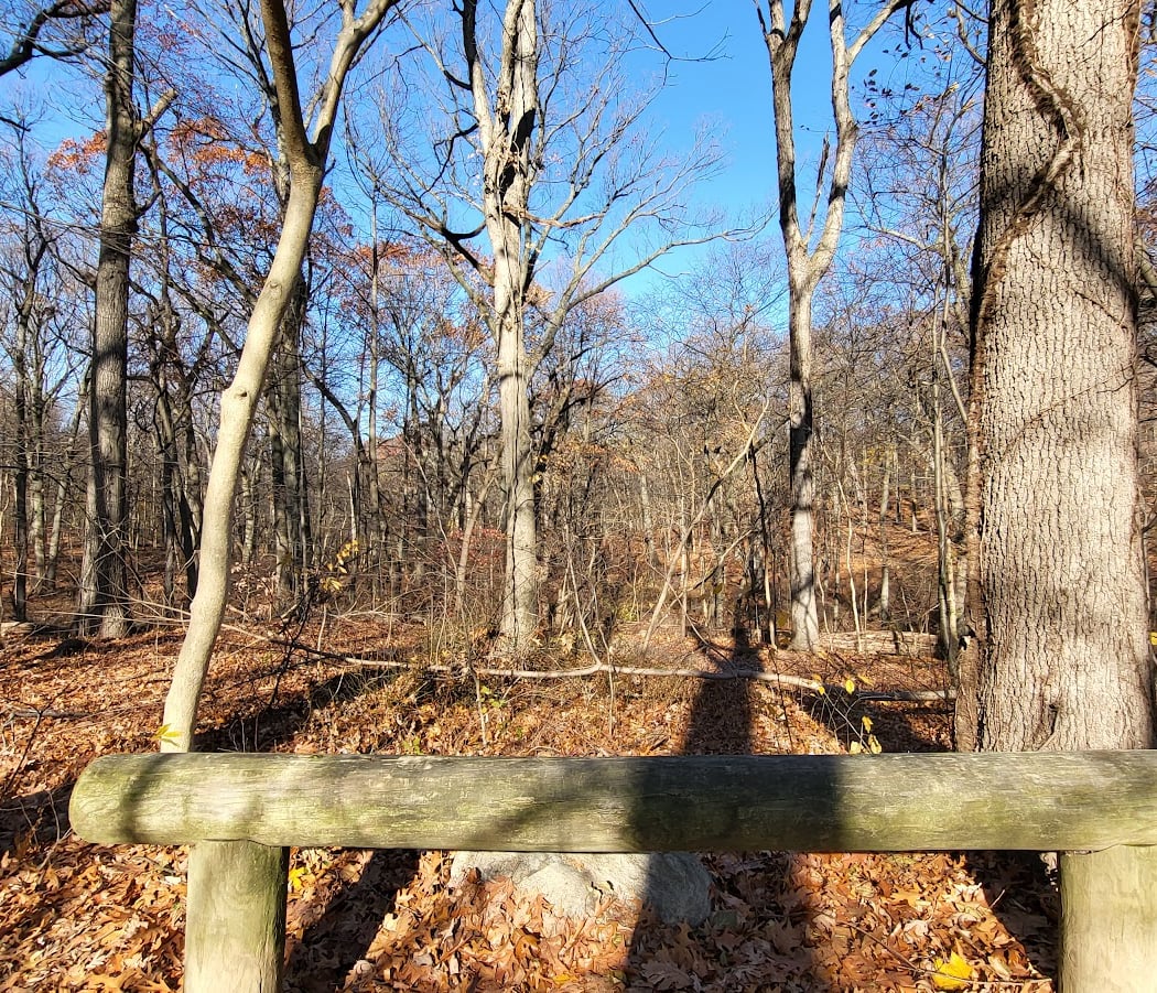 Forest Park Leaf Crunch 2
