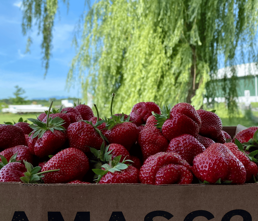 Strawberry Fest 1
